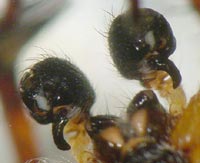 Larinioides cornutus