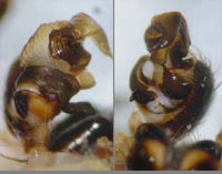 Larinioides cornutus