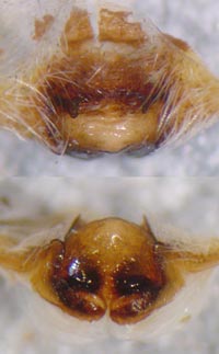Larinioides cornutus