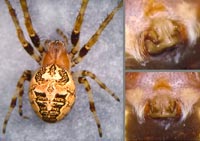 Larinioides cornutus