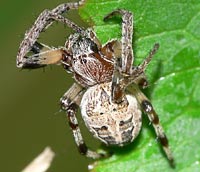 Larinioides cornutus