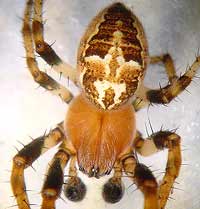 Larinioides cornutus