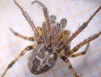Larinioides cornutus