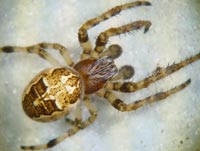 Larinioides cornutus