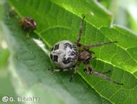 Larinioides cornutus