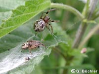 Larinioides cornutus