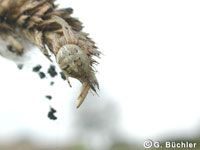 Larinioides cornutus
