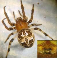 Larinioides cornutus