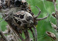 Larinioides cornutus