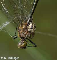 Larinioides cornutus