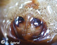 Larinioides ixobolus