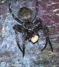 Larinioides ixobolus