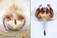 Larinioides ixobolus