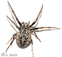 Larinioides ixobolus
