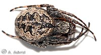 Larinioides ixobolus