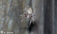 Larinioides ixobolus