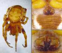 Larinioides patagiatus