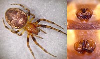 Larinioides patagiatus