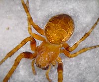 Larinioides patagiatus