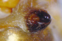 Larinioides patagiatus