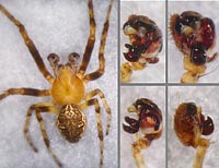 Larinioides patagiatus