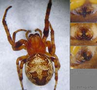 Larinioides patagiatus