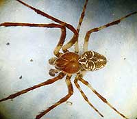 Larinioides sclopetarius