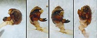 Larinioides sclopetarius
