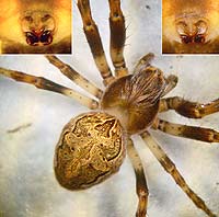 Larinioides sclopetarius