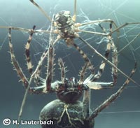 Larinioides sclopetarius