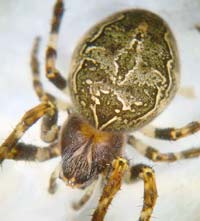Larinioides sclopetarius