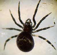 Lasaeola tristis