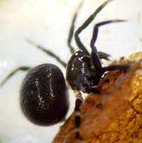 Lasaeola tristis