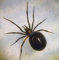 Lasaeola tristis