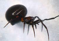 Lasaeola tristis