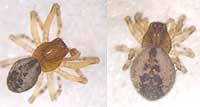 Lathys humilis