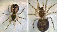 Lathys humilis