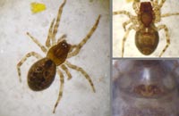 Lathys humilis