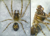 Lathys humilis