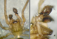 Lathys stigmatisata