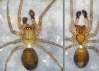 Lathys stigmatisata