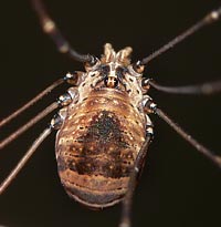 Leiobunum blackwalli