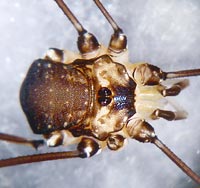 Leiobunum sp.