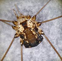 Leiobunum sp.