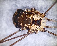 Leiobunum sp.