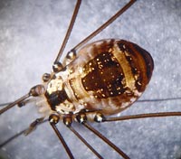 Leiobunum sp.