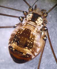 Leiobunum sp.