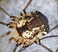 Leiobunum sp.