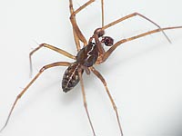 Lepthyphantes leprosus