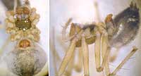 Lepthyphantes leprosus